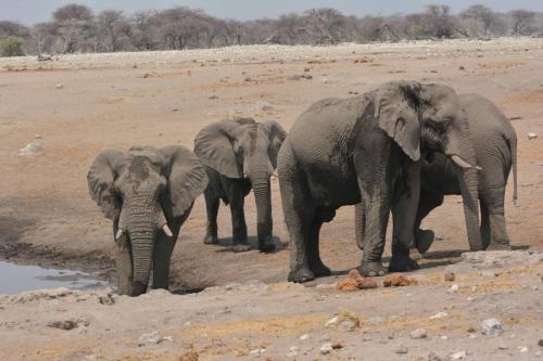 Eléphants de savane