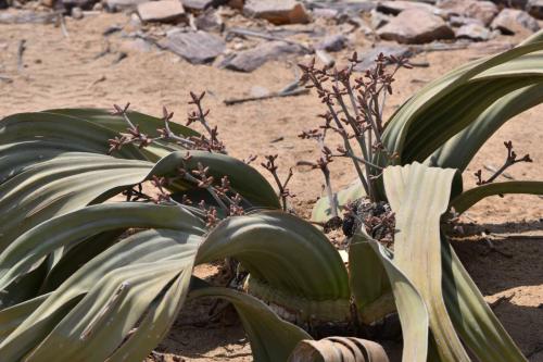Welwitschia mirabilis
