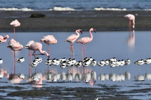 Avocettes élégantes et flamants nains