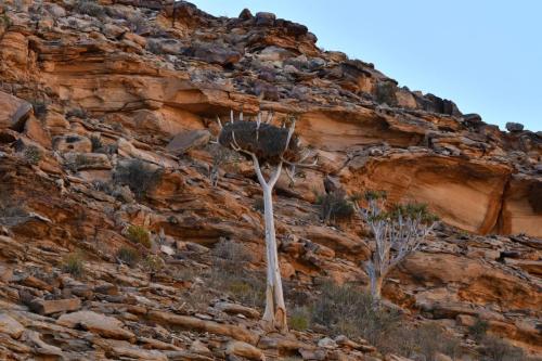 Quiver tree avec nid de républicains sociaux