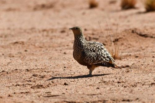 Ganga namaqua (femelle)