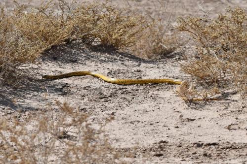 ?? peut-être Cobra du Cap