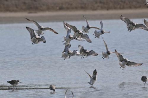 Bécasseaux de l'Anadyr