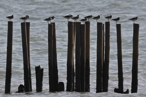 Chevaliers bargettes (Bargettes de Térek)