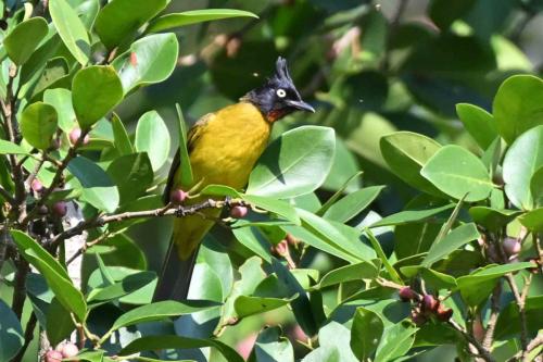Bulbul à huppe noire