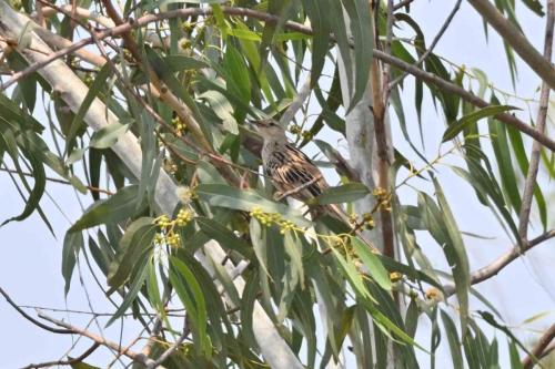 Mégalure des marais