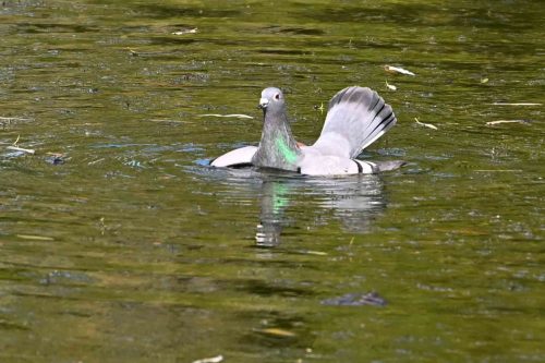 Pigeon biset domestique