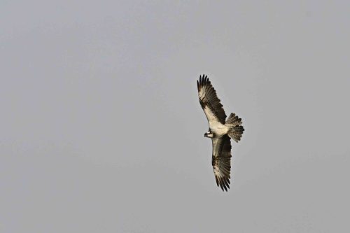 Balbuzard pêcheur