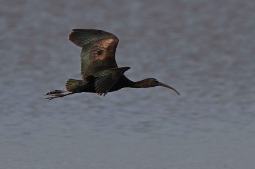 Ibis falcinelle