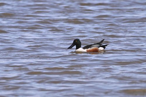 Canard souchet