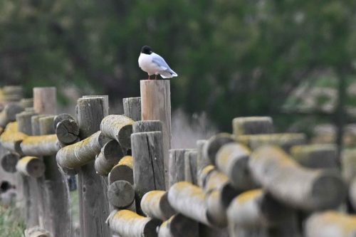 Mouette pygmée