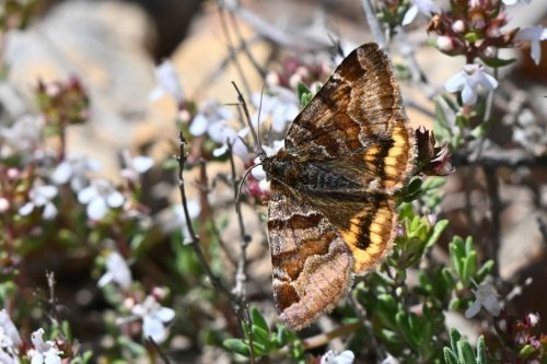 Doublure jaune (Euclidia glyphica)