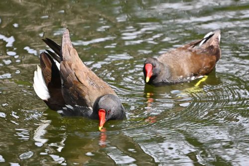 Gallinules poules d'eau