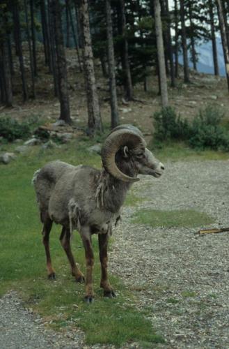 Mouflon