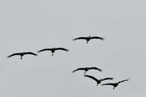 Grues cendrées
