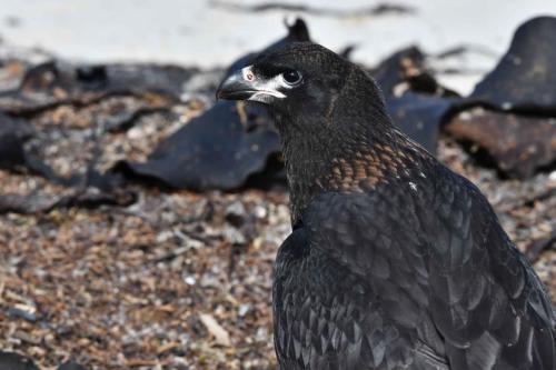 Caracara austral