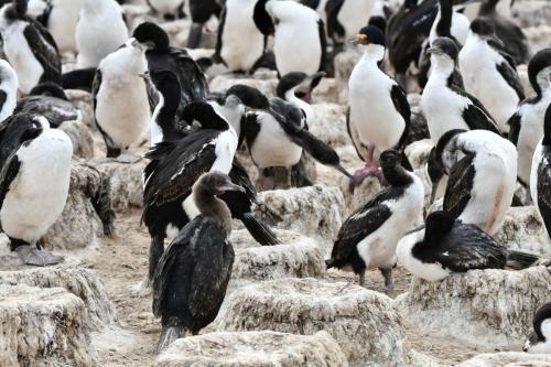 Cormorans impériaux