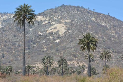 Palmiers du Chili (Jubaea chilensis)