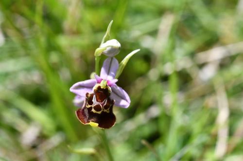 Ophrys bourdon