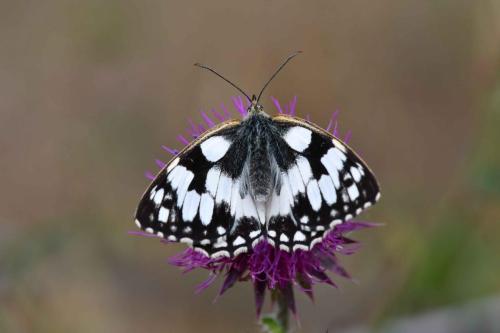 Demi-Deuil (Melanargia galathea)