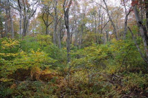 Norman bird sanctuary (Rhode island)