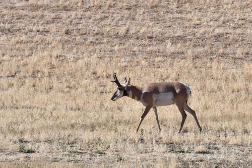Pronghorn