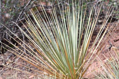 Yucca