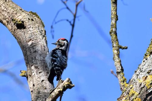 Pic épeichette (mâle)