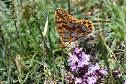 Petit nacré (Issoria lathonia)