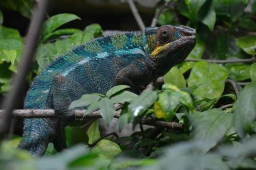 Caméléon panthère