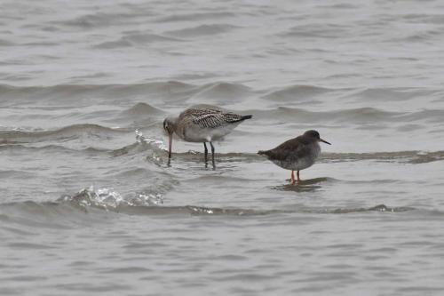 Barge rousse et chevalier gambette