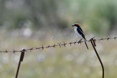 Pie-grièche à tête rousse