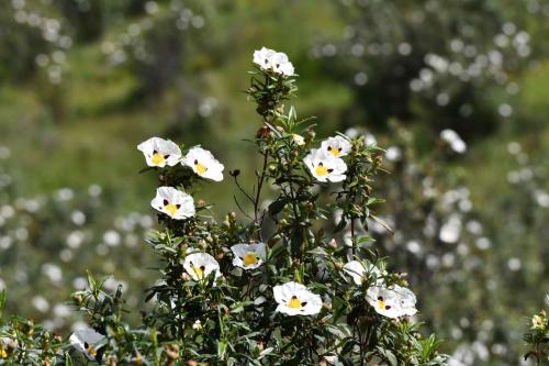 Cistes (Cistus ladanifer)