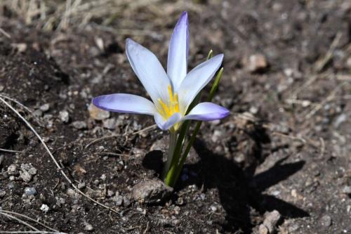 Crocus carpetanus