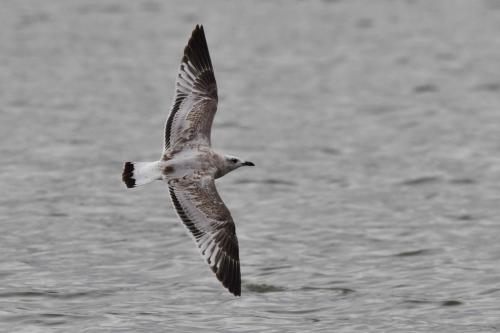 Mouette mélanocéphale
