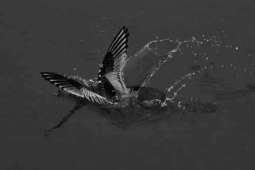 Mouette pygmée (1ère année)