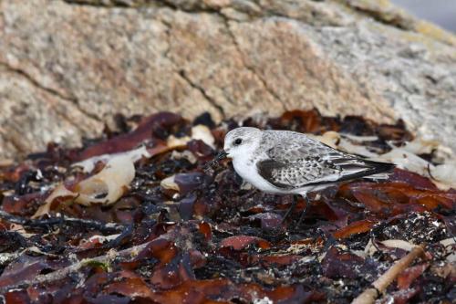 Bécasseau sanderling