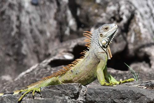 Iguane vert