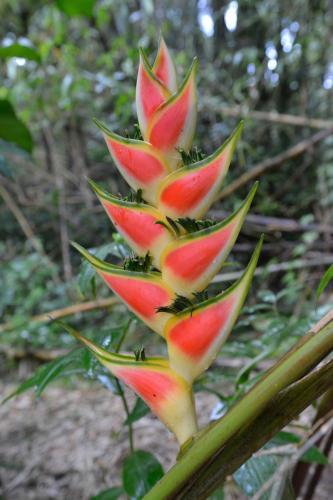 Heliconia