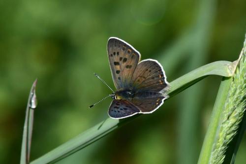 Cuivré fuligineux (mâle)