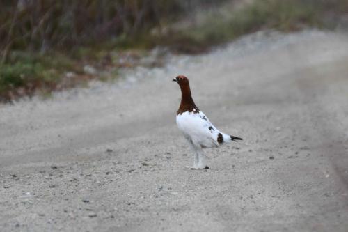 Lagopède des saules (mâle)