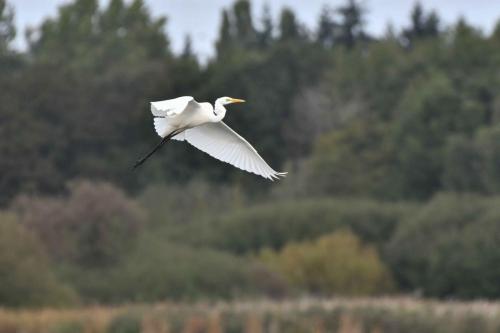 Grande aigrette