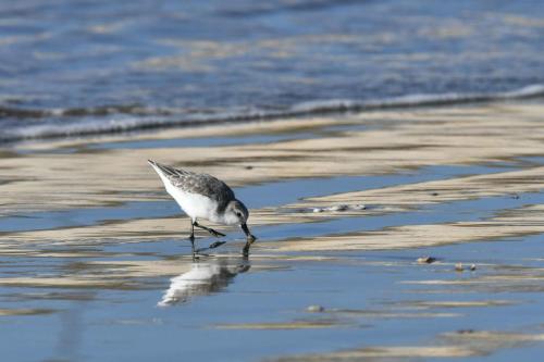 Bécasseau sanderling
