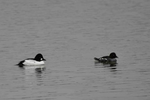 Garrots à oeil d'or