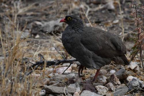 Francolin à bec rouge