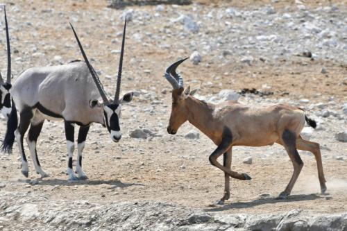 Bubale roux et Oryx