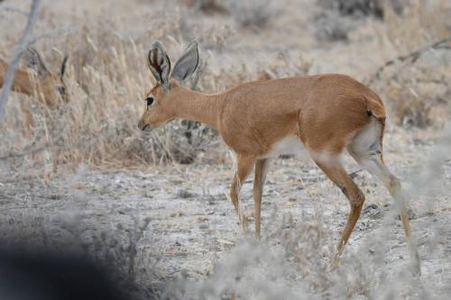 Steenbok