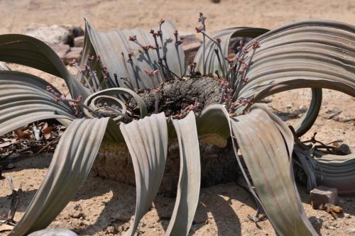 Welwitschia mirabilis