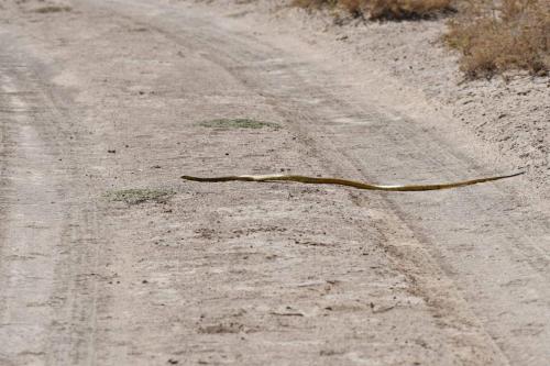 ?? peut-être Cobra du Cap