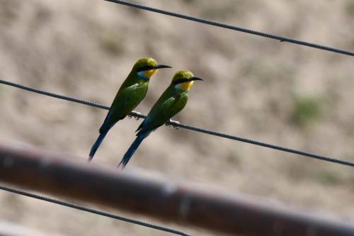 Guêpiers à queue d'aronde